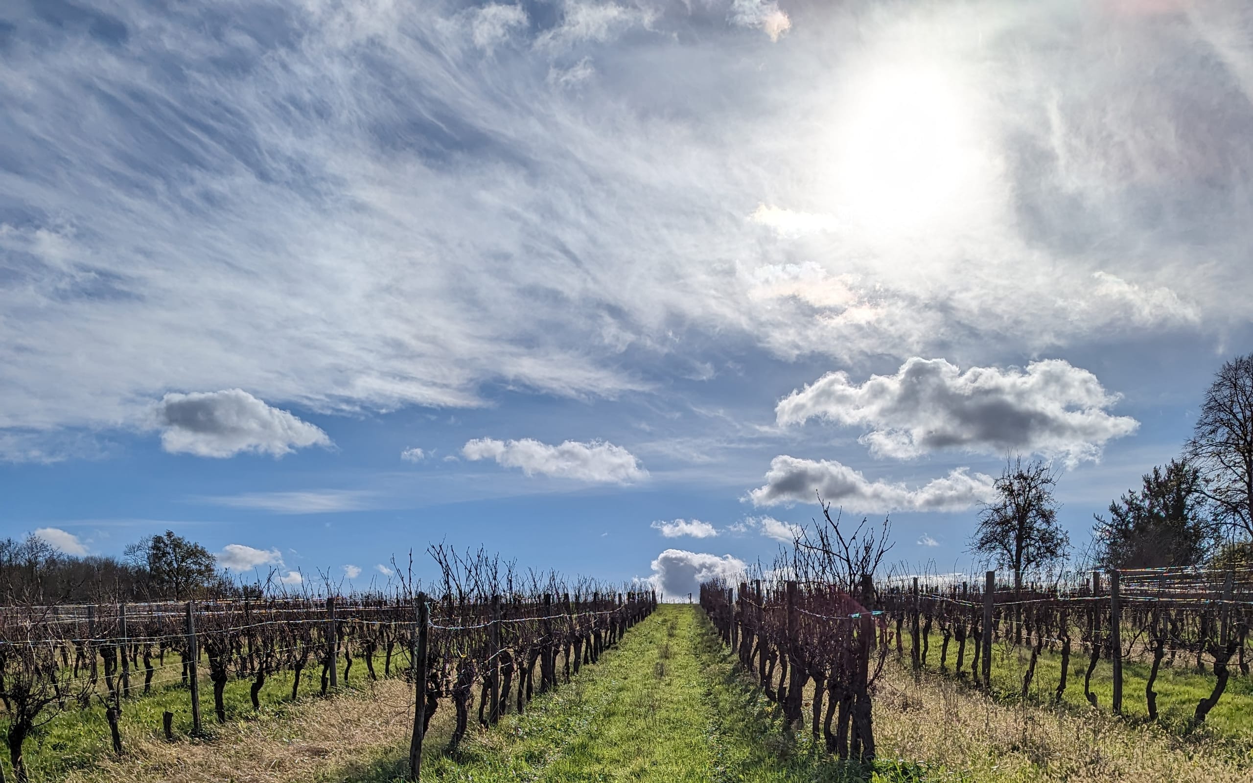 Vineyards of Castillon and Pujols
