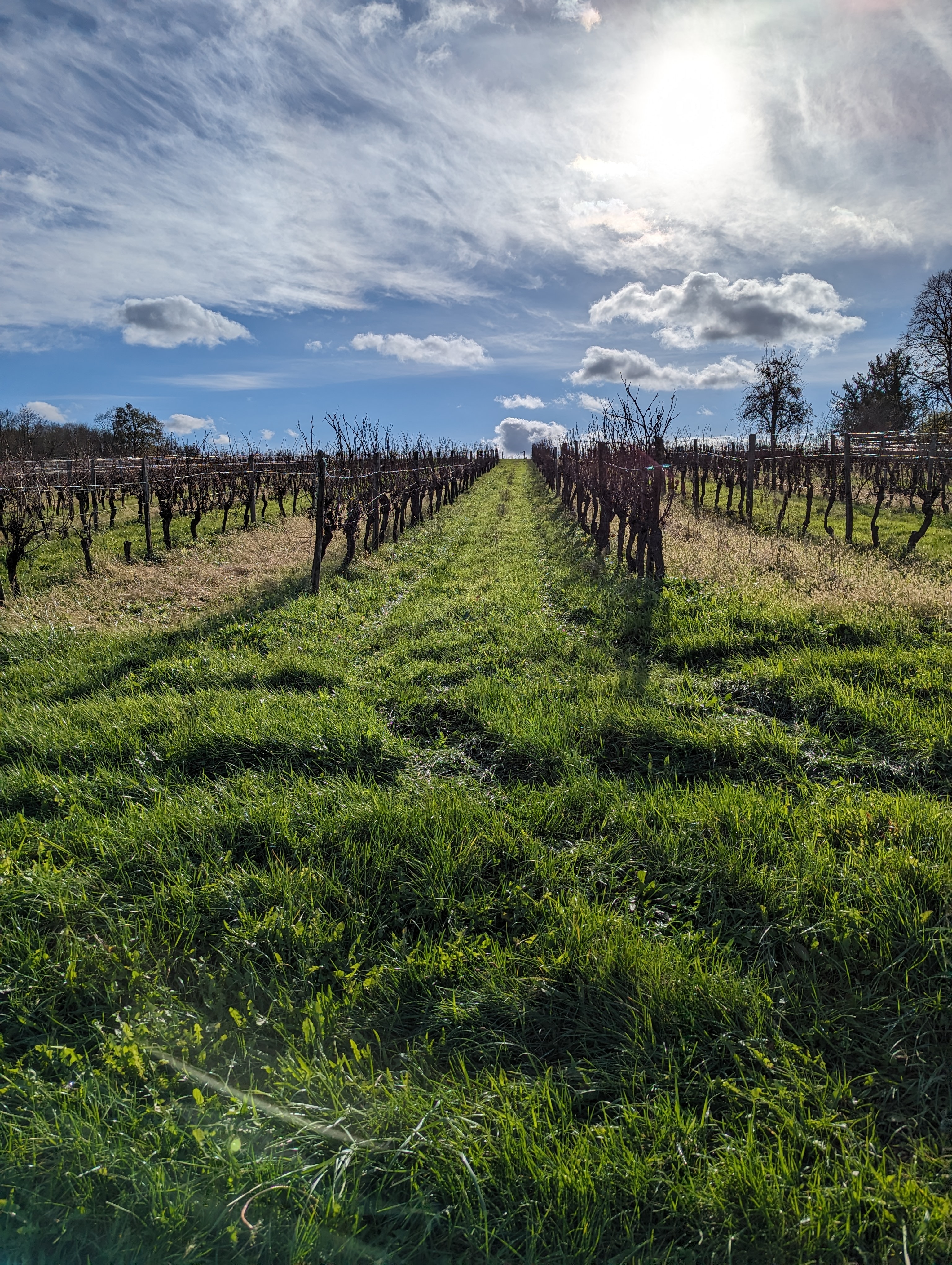 Vineyards of Castillon and Pujols